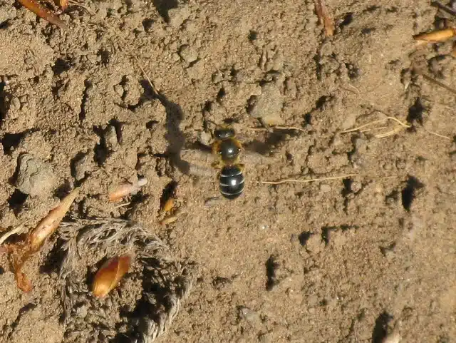 Bee on a sandy soil surface near its ground nest