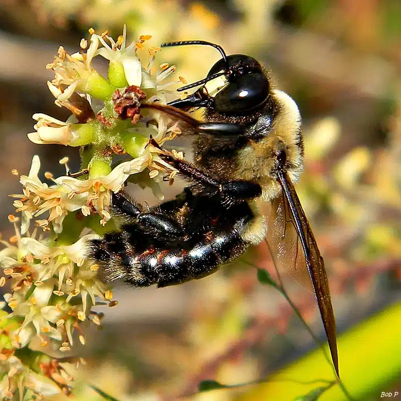 Bee pollinating a flower