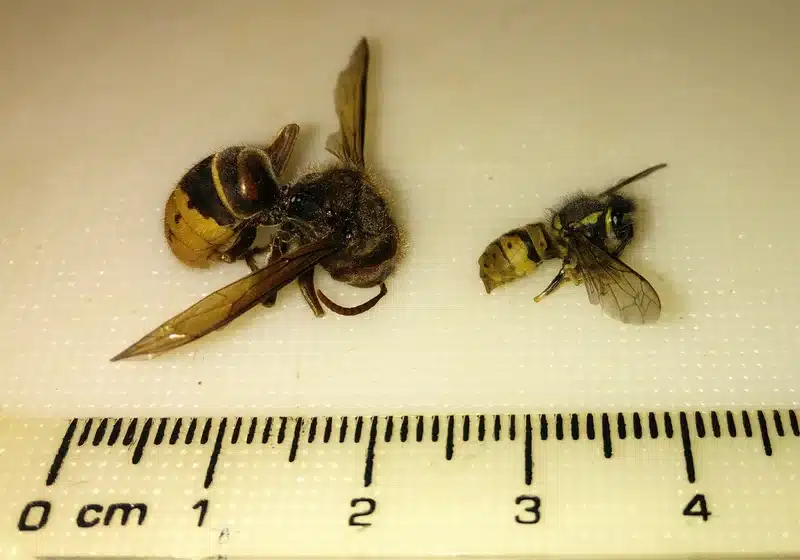 Multiple wasp and bee species arranged for size comparison