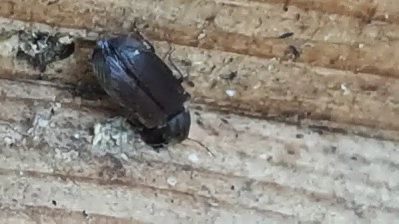 Active wood boring beetle emerging from exit hole with visible frass