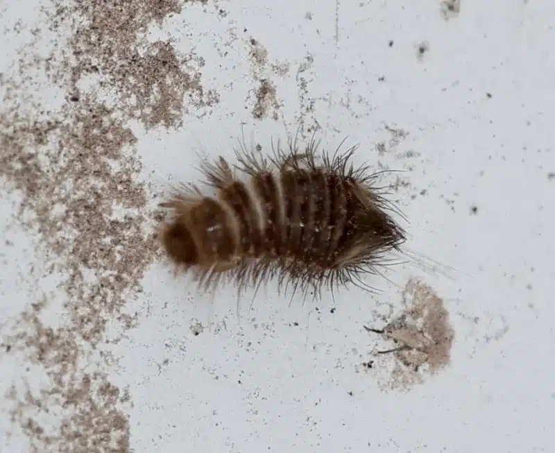 Carpet beetle larva with visible bristly hairs that cause skin irritation