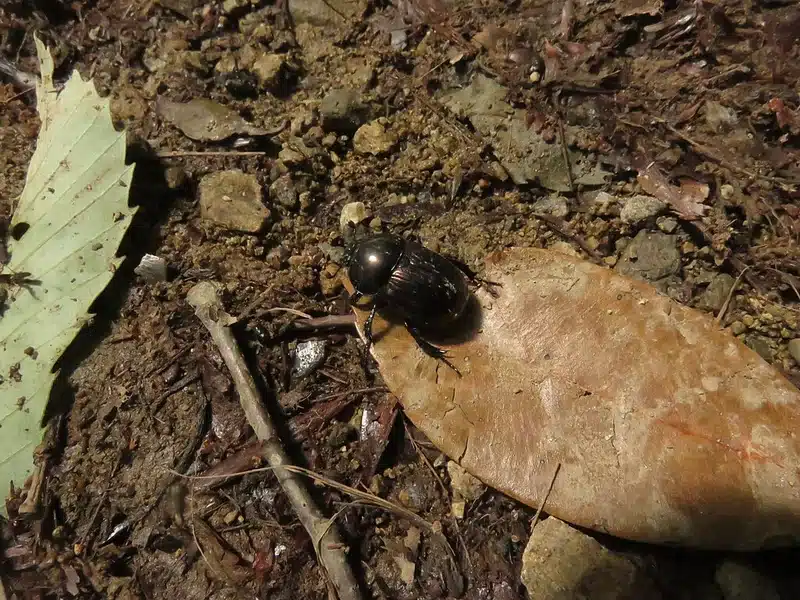 Ground beetle resting on a leaf in soil showing natural outdoor habitat