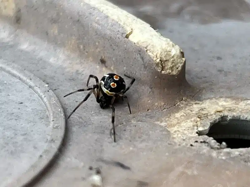 Black and yellow garden spider on surface showing body markings