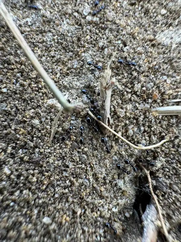 Black ants at soil nest entrance