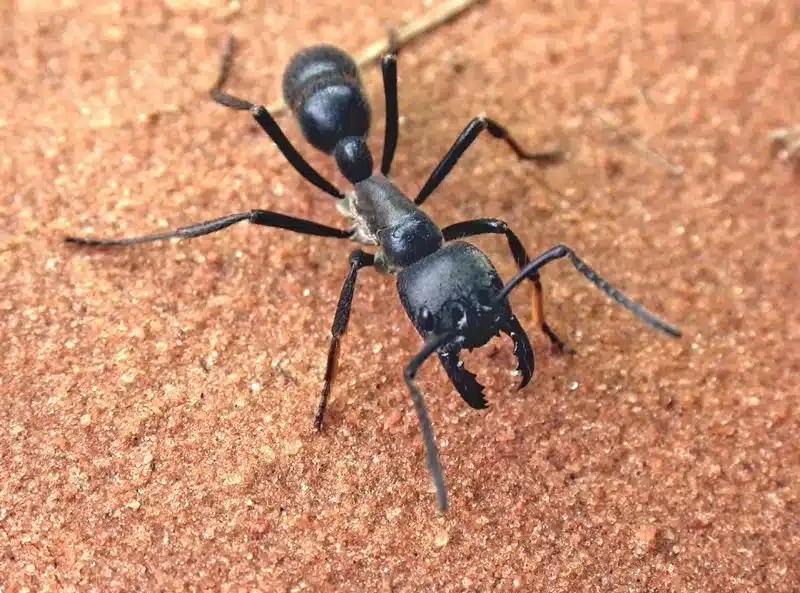 Black ant on sandy surface showing typical ground-dwelling behavior