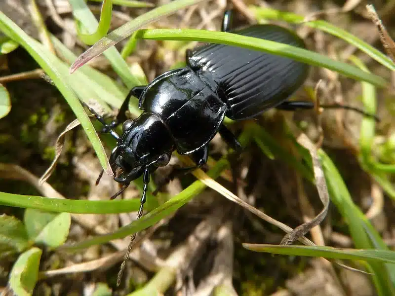 Black ground beetle on green grass showing typical size