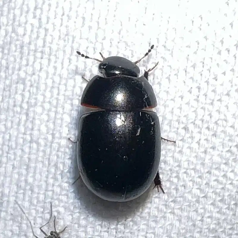 Black Ground Beetle: What Homeowners Need to Know