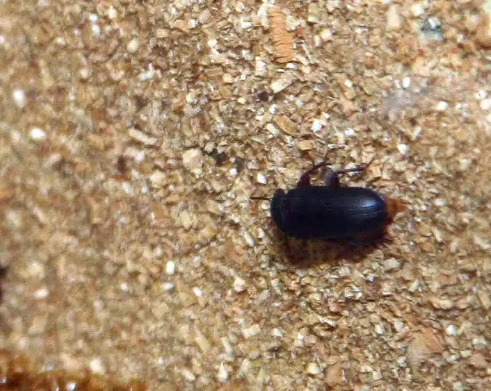 Black beetle crawling on wood surface near potential entry point