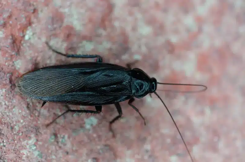 Black cockroach on a brick surface
