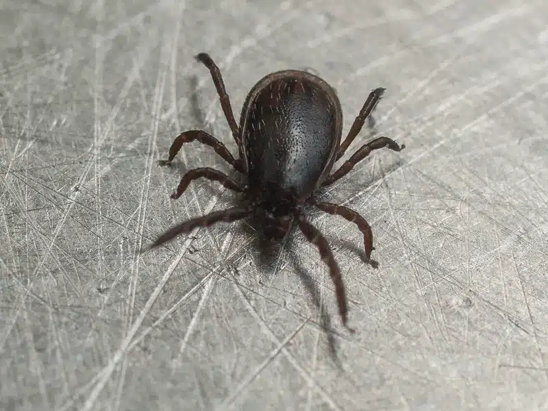 Black-legged deer tick on metal surface showing body shape