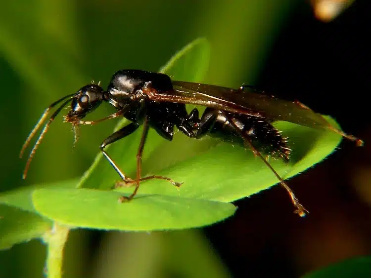 Close-up of black ant on a leaf showing body detail