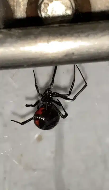 Black widow spider hanging upside down in web showing red markings