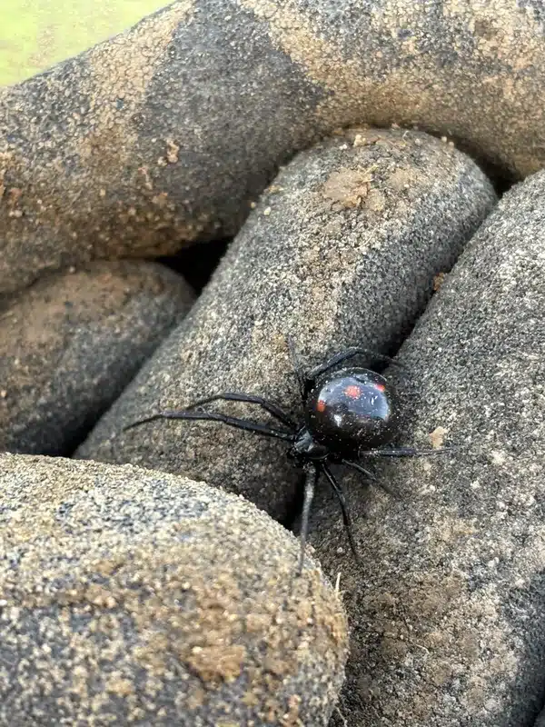 Black widow spider on a protective glove during removal