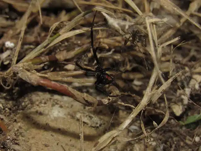 Black widow spider among dry grass showing red hourglass