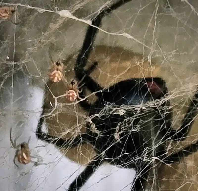 Black widow spider with egg sac and spiderlings in web