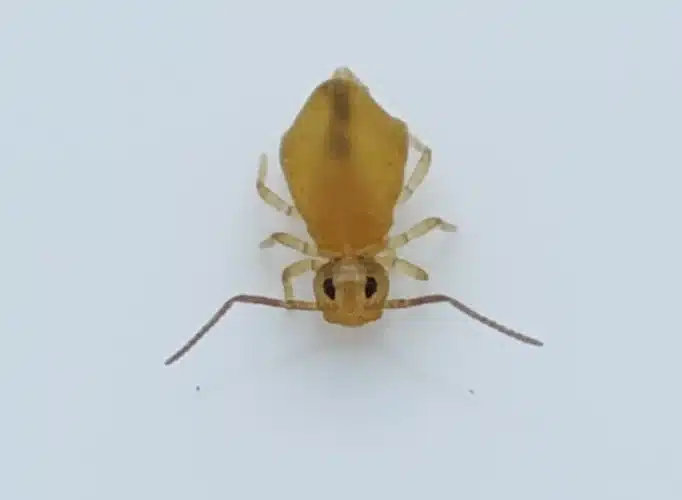 Top-down view of a yellowish booklouse for identification purposes