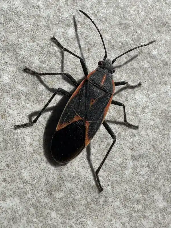 Fall Bugs Invading Your Home? Learn How to Control Them