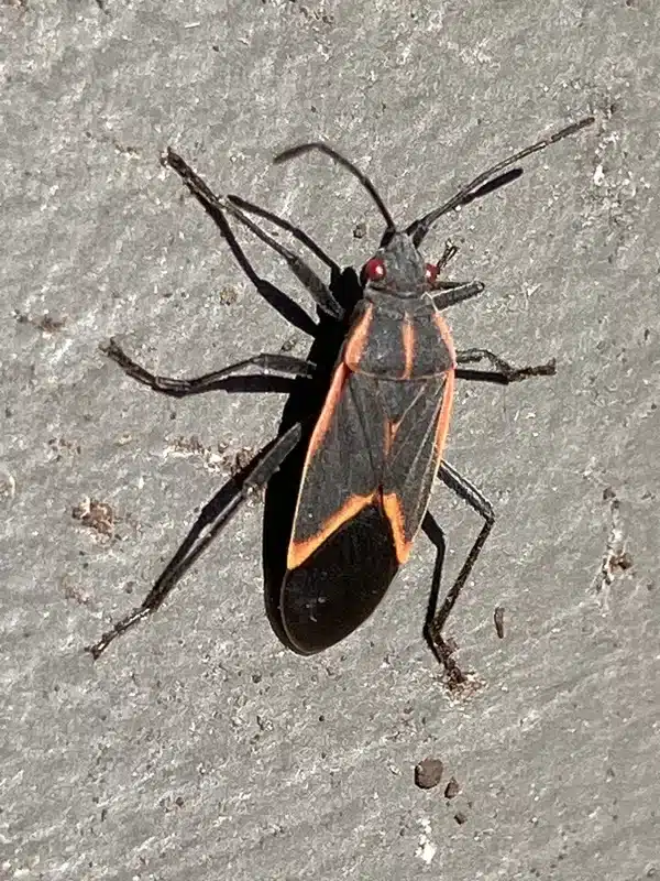 Boxelder bug on concrete surface showing detailed markings for identification