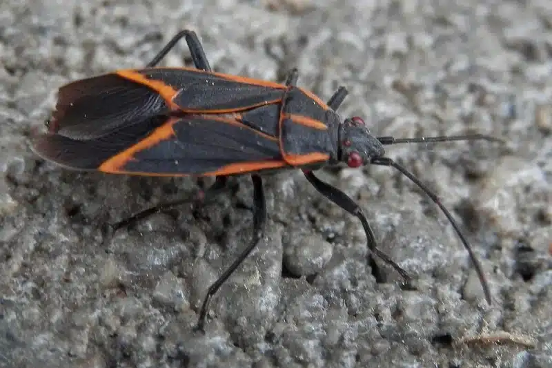 Boxelder bug on a surface showing its red and black markings