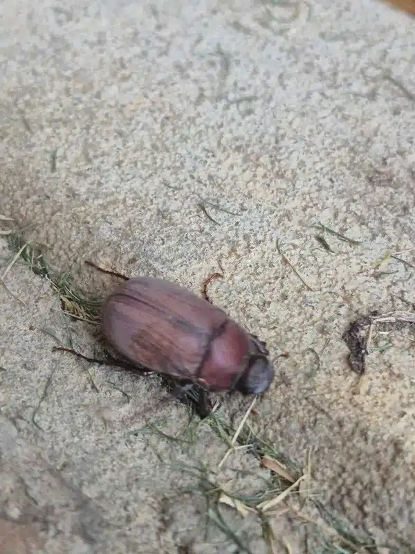 Close-up of a brown June bug on rough ground surface