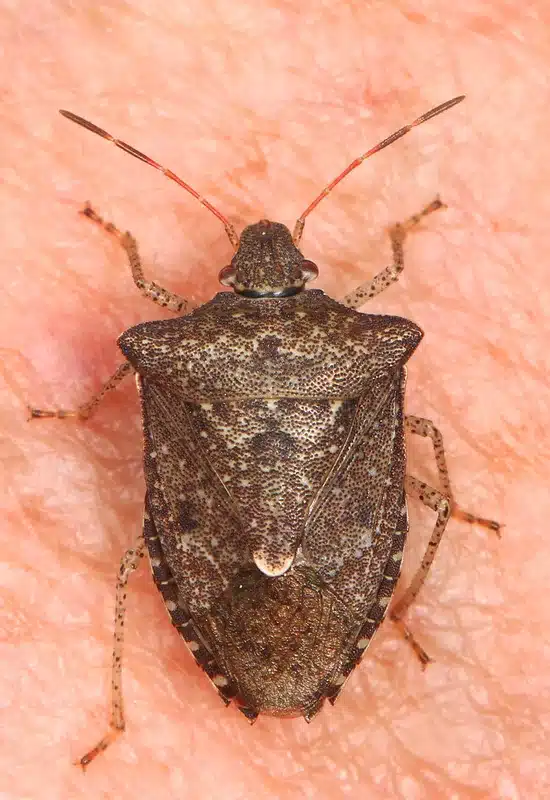 Brown marmorated stink bug on skin