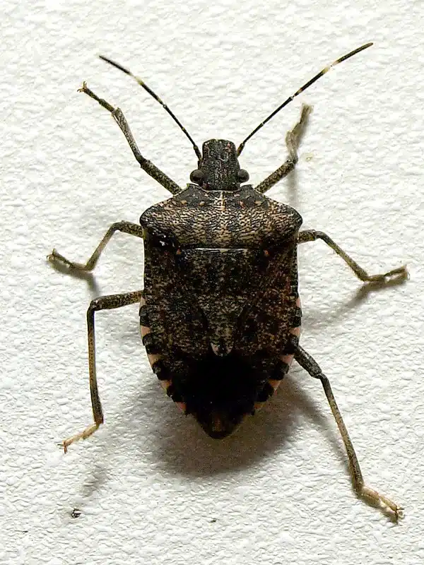 Stink bug on a wall inside a home