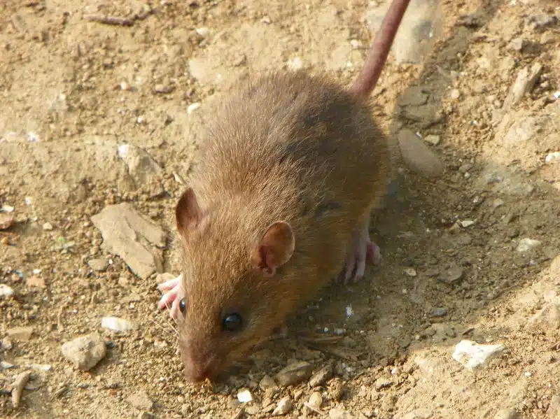 Brown rodent on the ground showing typical outdoor habitat