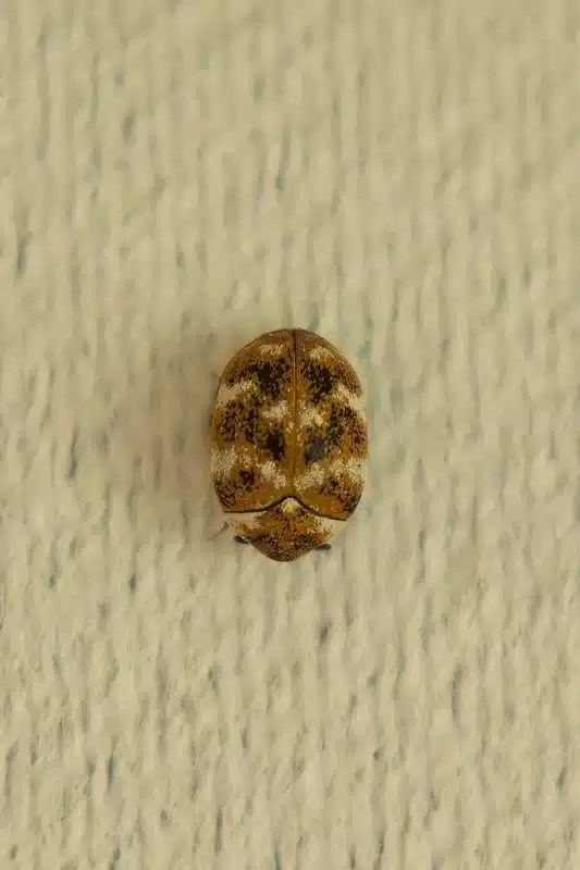 Carpet beetle showing round body and distinctive markings