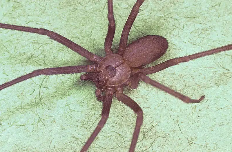 Brown Recluse vs Wolf Spider: ID Guide for VA Homeowners