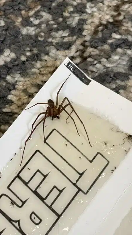 Brown recluse spider caught on sticky trap