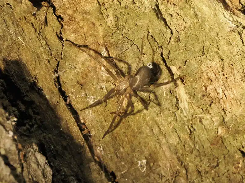 Hobo Spider vs Brown Recluse: Key Differences Explained