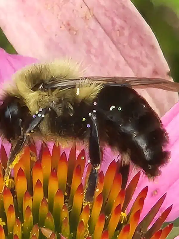 Bumblebee on a flower showing its fuzzy banded body