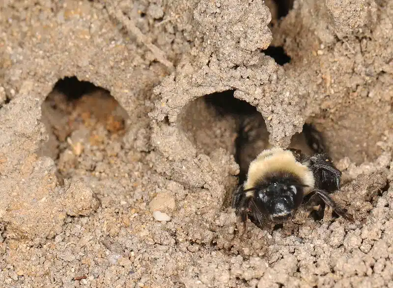 Bumblebee emerging from a ground nest in soil