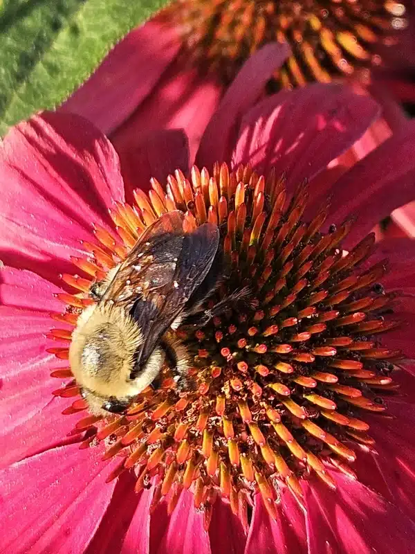 Honeybee vs Bumblebee: Identify & Manage These Pollinators