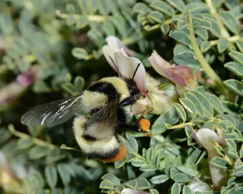 Bumblebee on flowering plant