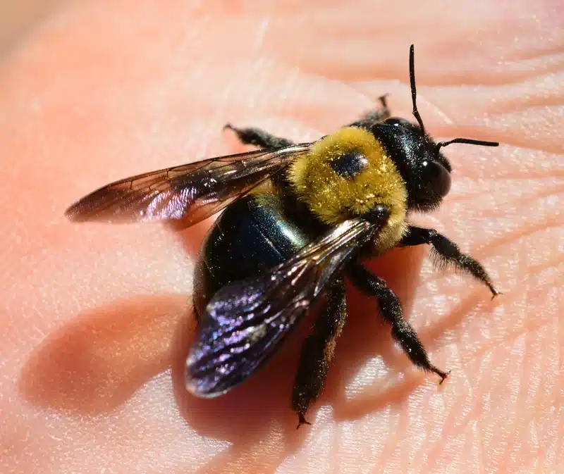 Bumblebee vs Carpenter Bee: Which One Damages Homes?