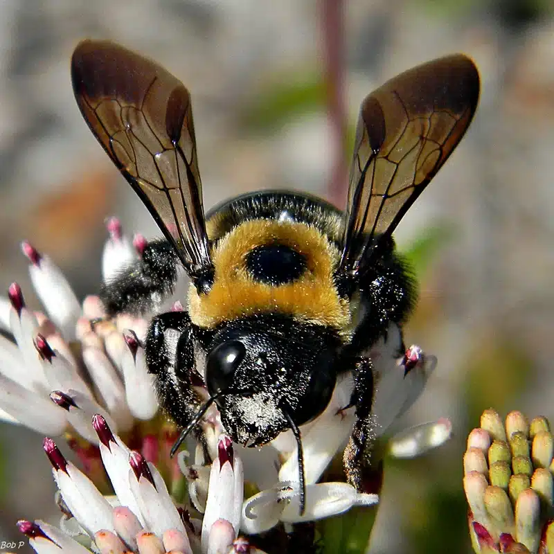 Close-up of a bee on a flower