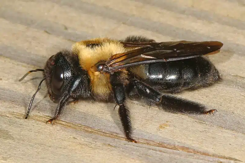 Bumblebee on wooden surface showing its fuzzy, hairy body