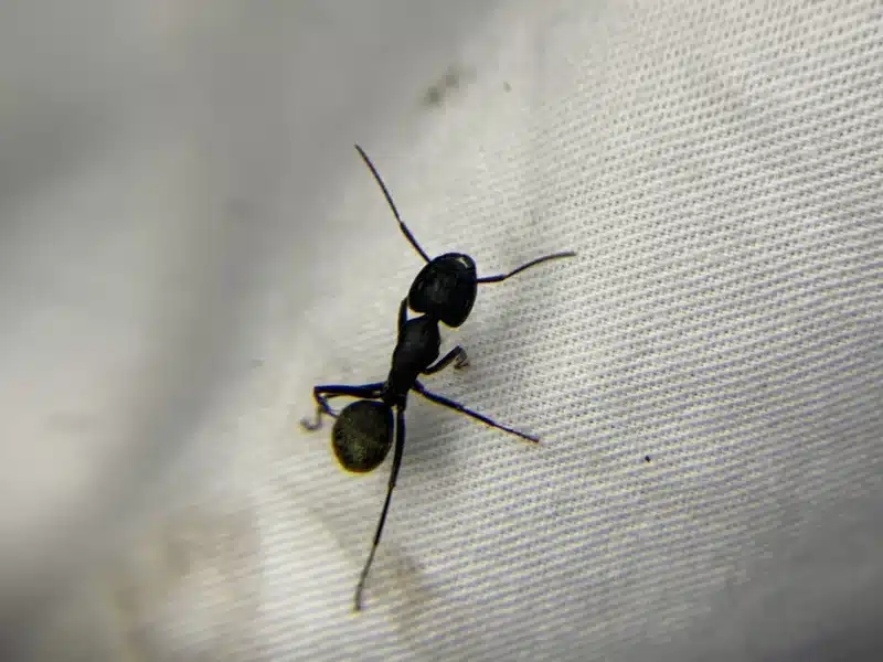 Carpenter ant from above showing the elbowed antennae, narrow waist, and distinct body segments used for identification