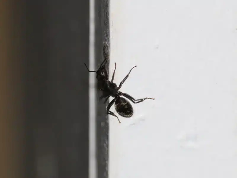 Carpenter ant on indoor surface following trail near wall