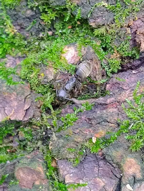 Multiple carpenter ants showing social behavior on moss-covered bark