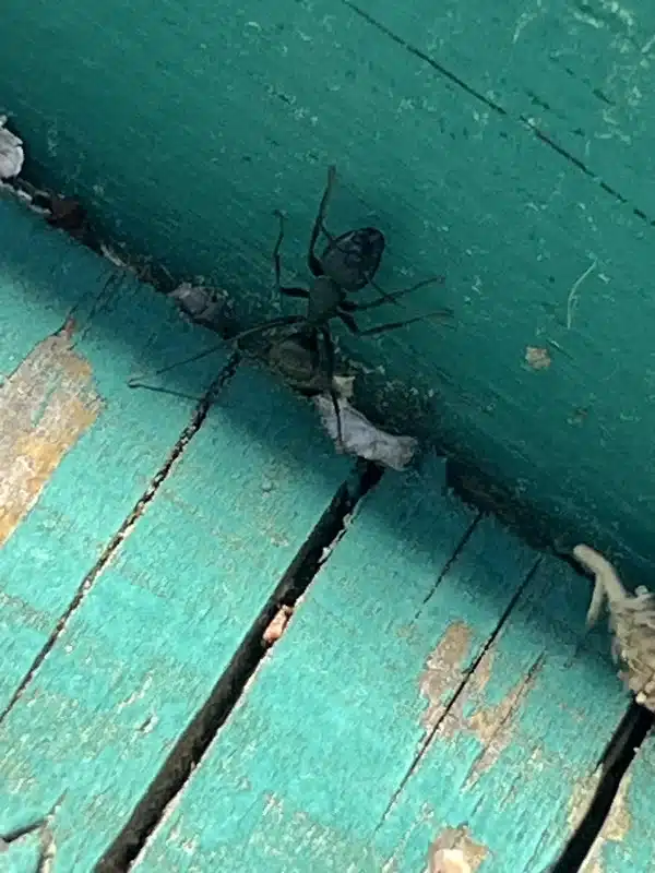 Carpenter ant near wooden structure showing common frass location around baseboards