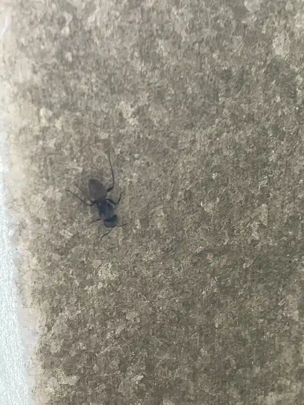 Close-up of a carpenter ant on an exterior wall surface showing its large size