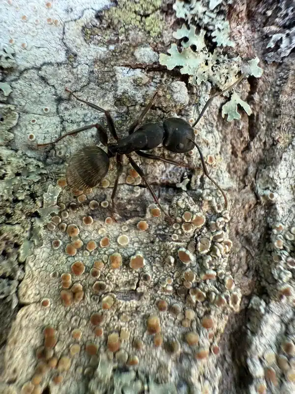 Carpenter ant worker without wings on tree bark
