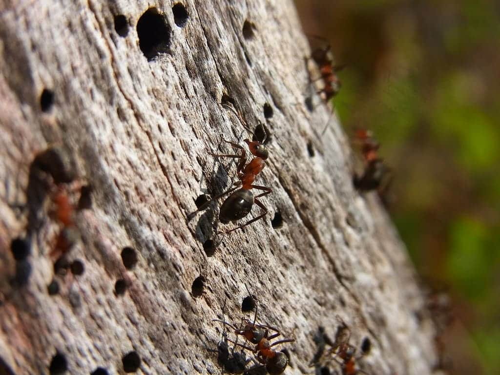 Carpenter ant damage on tree showing tunneled wood