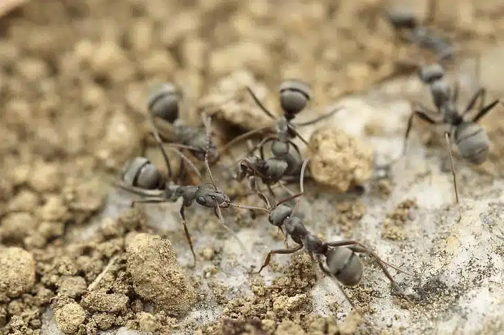 Carpenter ants on soil surface near their nest