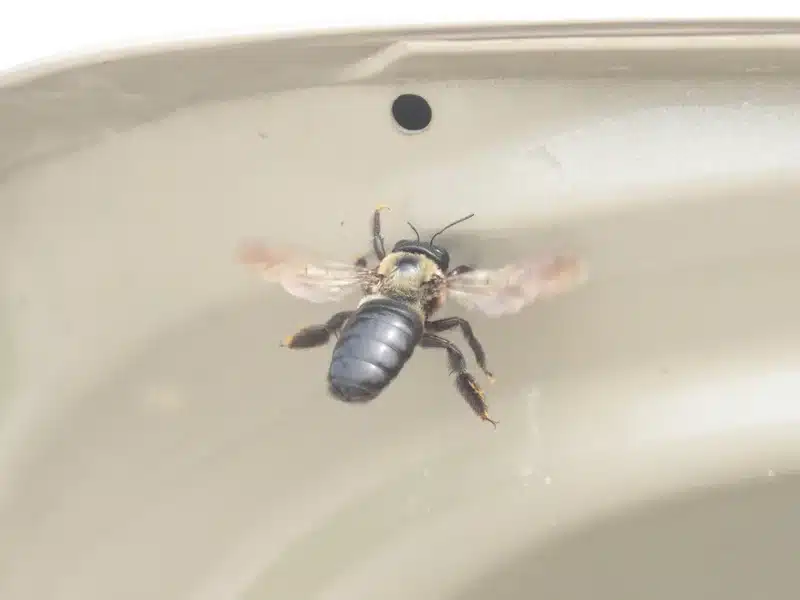 Carpenter bee at a round entrance hole in wood showing typical nesting behavior and wood damage