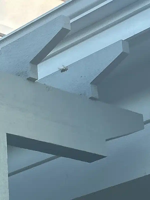 Carpenter bee near home fascia board where wood-boring damage occurs