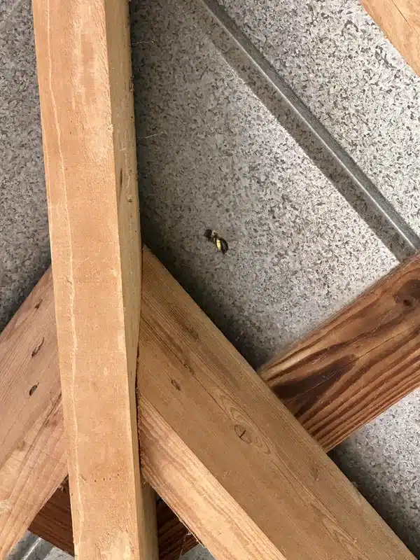 Carpenter bee on a wooden deck structure near a nesting hole