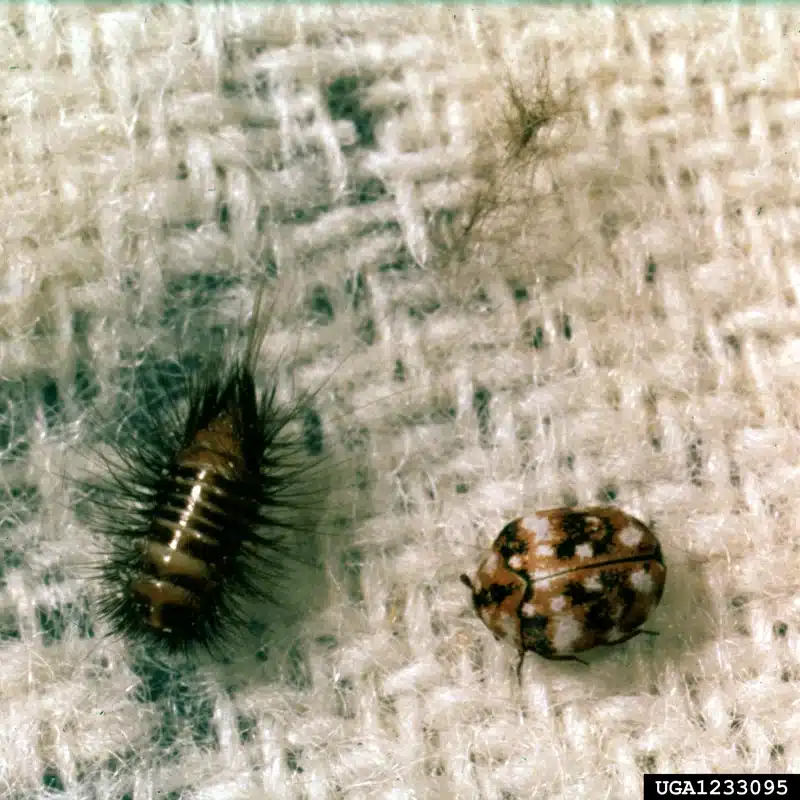 Carpet beetle larvae next to adult beetle on fabric for size comparison